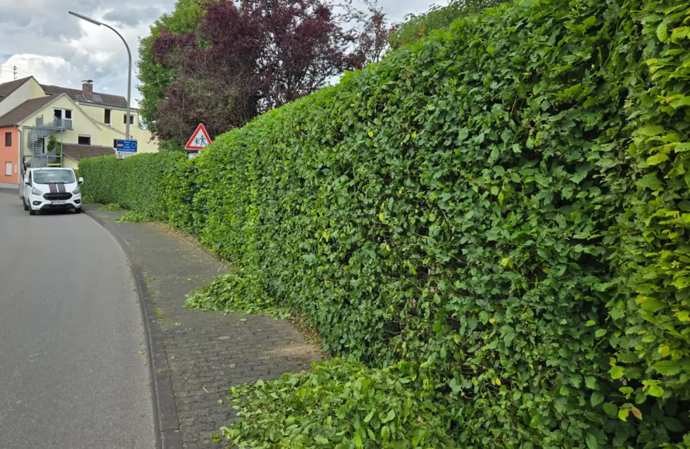 Frisch geschnittene Buchenhecke am Gehweg, Schnittgut liegt noch am Boden
