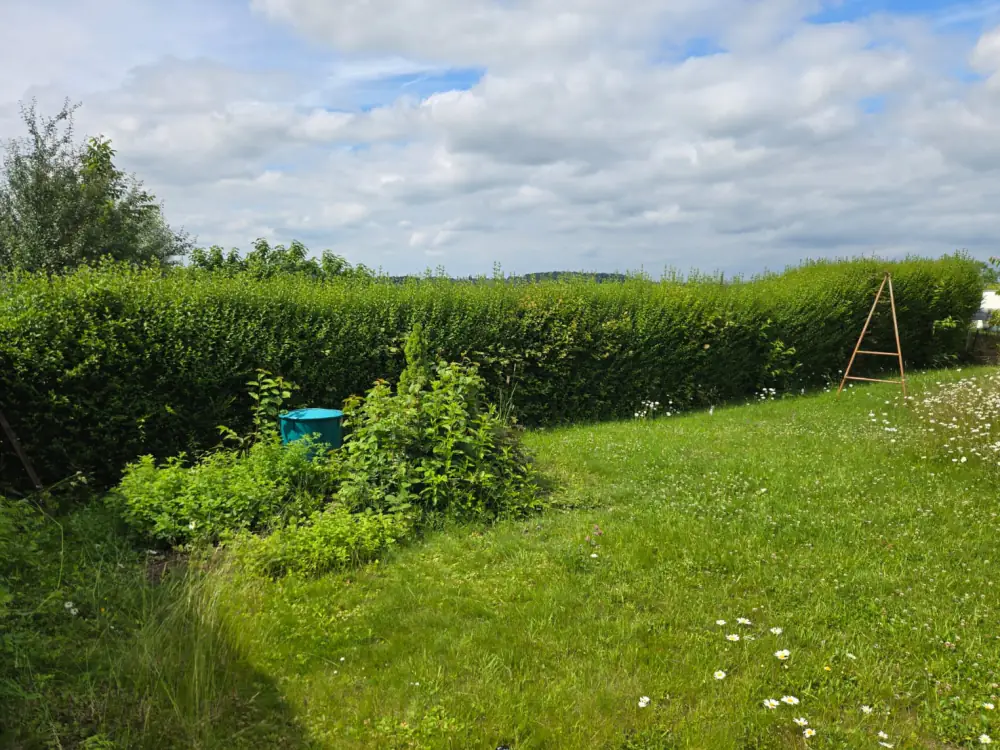Vorher: Gartenhecke mit langen, wild gewachsenen Trieben